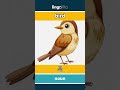bird - 鸟 video thumbnail