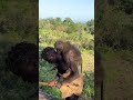 Hadzabe Young Boys Trained How To Catch And Carry Big Monkey #viral #hadzabetribe #trending #shorts