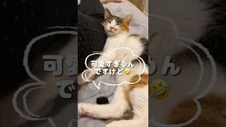 可愛すぎるんですけど　#ねこ #cat  #ねこのいる生活