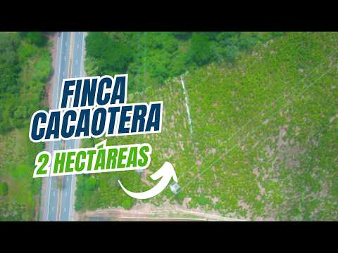 🌱Finca Productiva Cacaotera en Venta en Santa Rosa, El Oro | 2 Hectáreas Frente a la Panamericana