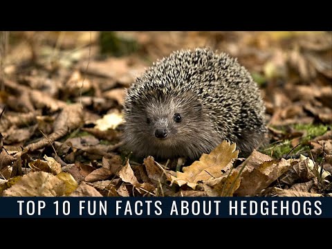 Top 10 Fun Facts About Hedgehogs