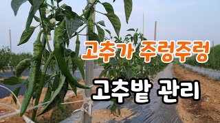 고추 곁순치고 고추밭 관리하기