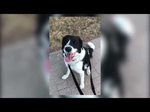 Dreijährige Hündin MELONI sucht ländliches Zuhause! | CATDOG e.V. | Tierschutz Berlin