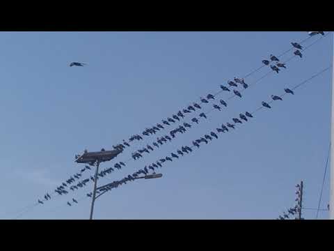 The pigeons on the electric wire..