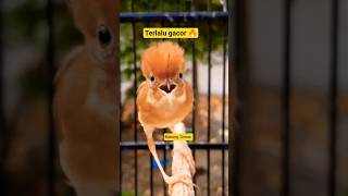 Download lagu Cici Padi Gacor Pikat🔥#cicipadi#salome#prenjakpadi#branjanganpadi#citruk#burslep#cipluk#cicipadi mp3