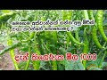 How To Grow Green Chillies අමු මිරිස් වගා කරමුThe Best Crop To Pay O