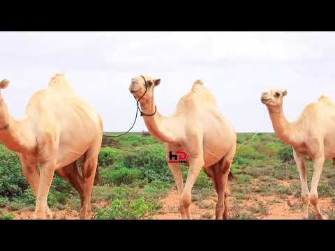 Geel jiraha magacee loo yaqaanaa ?