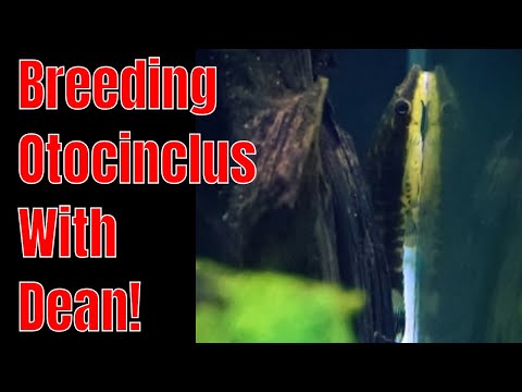 download lagu mp3 mp4 Otocinclus Catfish Breeding, download lagu Otocinclus Catfish Breeding gratis, unduh video klip Otocinclus Catfish Breeding