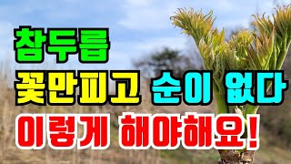 참두릅 수확기시가 다가옵니다 / 꽃피는 두릅나무는 왜생길까  참두릅나무 두릅농장 두릅묘목