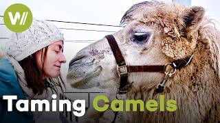 Training Arctic Camels the Mongolian Way: Harsh Lessons or Animal Cruelty? (Documentary, 2019)