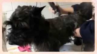 preview picture of video 'Woodlands Pet Care: - Frank the dog at the Woodlands Pet Care'
