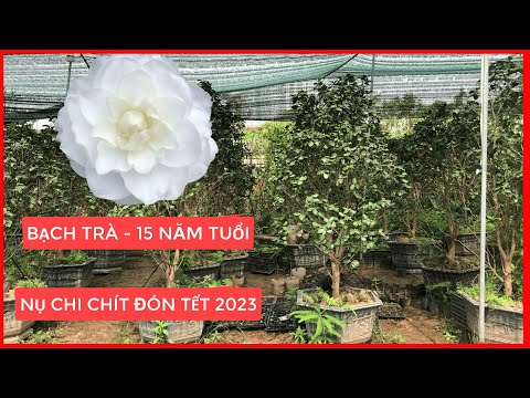 [ Báo Giá ] Hoa Trà My Trắng [ Trà Bạch Nhật ] 15 Năm Tuổi | Hoa chi chít đón TẾT 2023