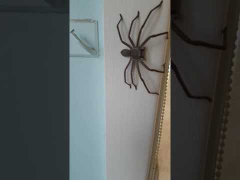 Huntsman Spider Australia