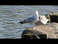 Herring Gull In Local Park