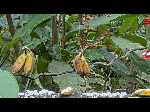 Panama Fruit Feeder New Cam Species: Red-eyed Vireo – Oct. 2, 2021