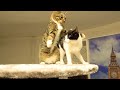Big Boss Andy Moments