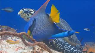 Underwater