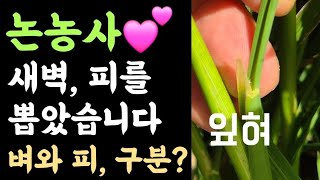 벼농사???? 벼와 피 구분방법? ???? 새벽, 피를 뽑았습니다(제초작업)