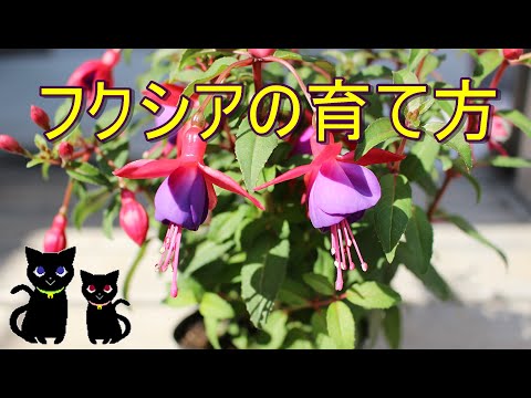 美しいフクシアを手に入れるにはどうすればよいですか？ 4つの秘密が明らかに  庭園