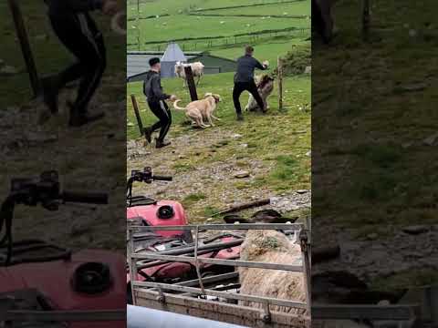 School tour to the farm, sheep goes insane #sheepfarming #farm #sheep #shepherd #lambing #farming