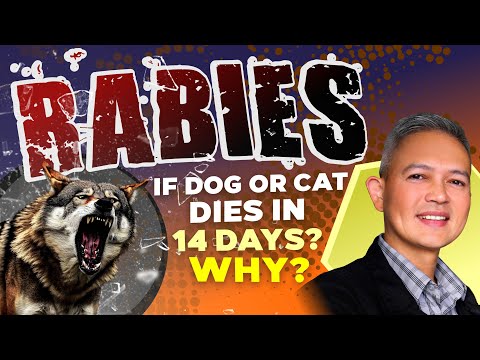 RABIES IF DOG OR CAT DIES IN 14 DAYS?  WHY?