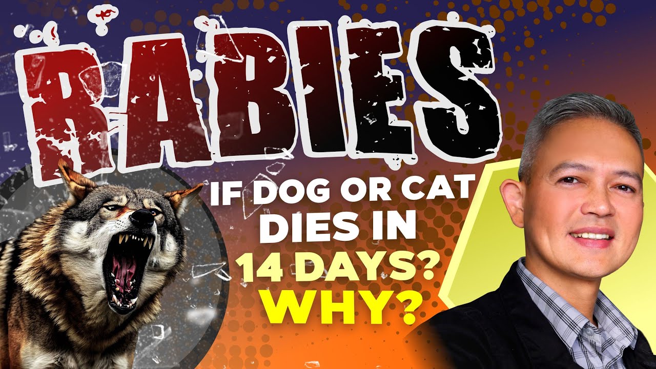 RABIES IF DOG OR CAT DIES IN 14 DAYS WHY
