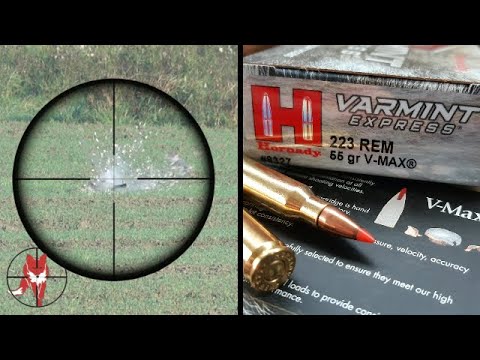 .223 REM V-Max. - 11 killshots - Crows, pigeons and fox.