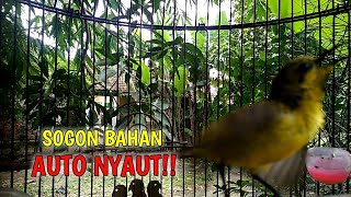 Download lagu BUKTIKAN !! DIJAMIN SOGON BAHAN MANAPUN PASTI LANGSUNG NYAUT DAN IKUT BUNYI mp3 Download lagu BUKTIKAN !! DIJAMIN SOGON BAHAN MANAPUN PASTI LANGSUNG NYAUT DAN IKUT BUNYI mp3