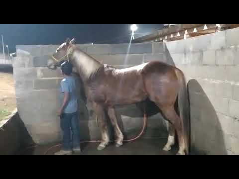 Hoje meu cavalo 🐎Pirata ,estava namorando 😯