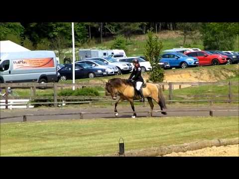 Kronshof 2013 - Merkur von Birkenlund - Y.V1 - isibless