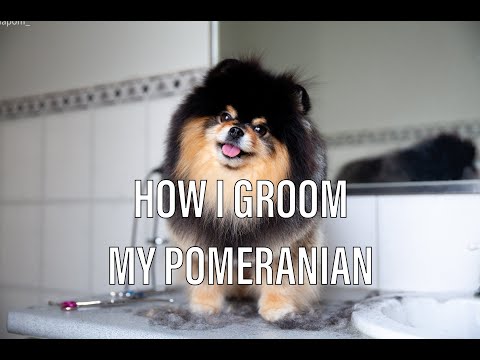 How To Groom a Pomeranian