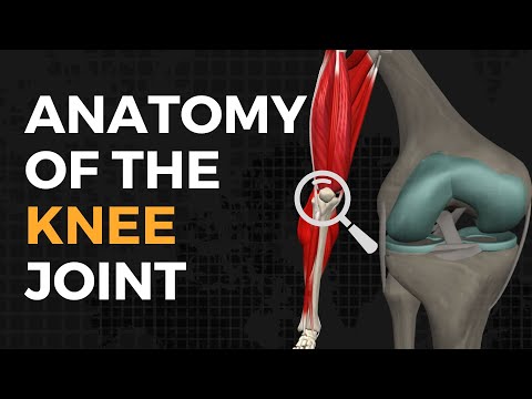 Understanding the Anatomy of Your Knee