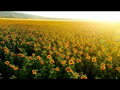 Beautiful Sunflower 🌻 with Beautiful music 🎶#hania khan 