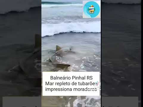 Cuidado com os Tubarões, estão em grupo em Balneário Pinhal RS. #projeto1000dias