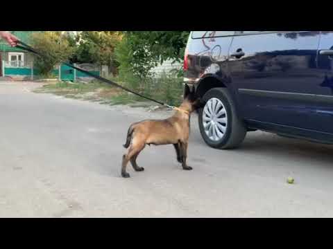 Belgian Malinois puppy for sale