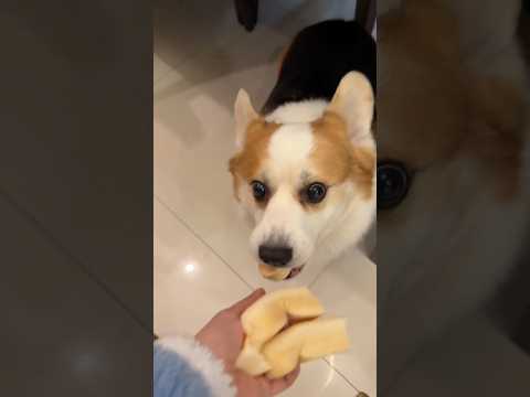 Dla kogo został najmniejszy kawałek chleba? 😱❤️