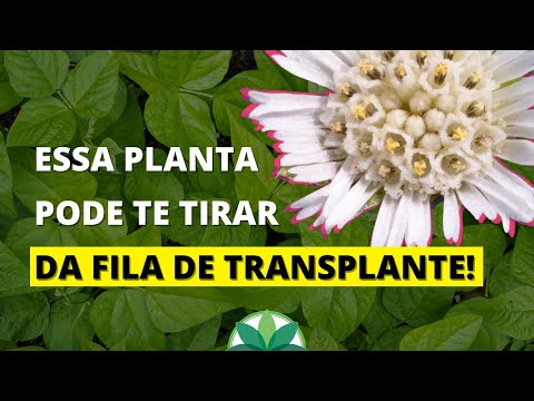 Trate os rins, o fígado e a diabetes com 1 planta!