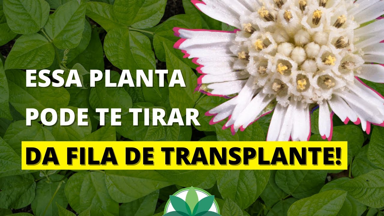 Trate os rins, o fígado e a diabetes com 1 planta!