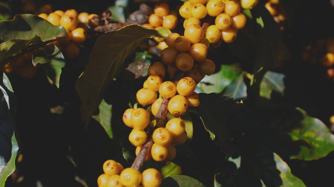 Descubra o verdadeiro ouro de Eldorado Specialty Coffees (português)