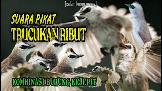 Download lagu Suara Pikat Burung Trucukan Kombinasi Burung Kejepit Paling Ampuh Juli 2023 mp3 Download lagu Suara Pikat Burung Trucukan Kombinasi Burung Kejepit Paling Ampuh Juli 2023 mp3