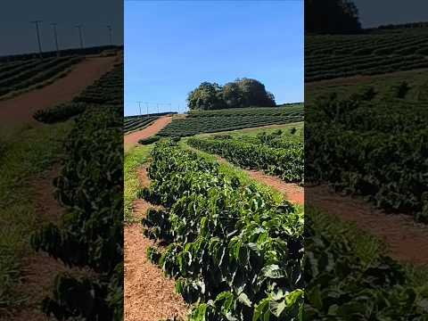 Cafezal em minas, Claraval