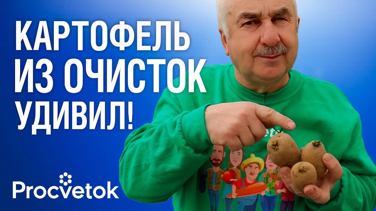ПОСАДИЛ ОЧИСТКИ И УДИВИЛСЯ! Вот какой картофель дал лучший урожай в 2025 г
