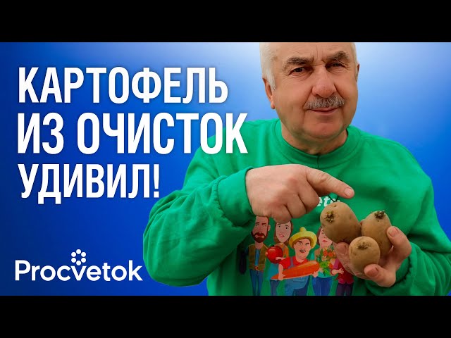 ПОСАДИЛ ОЧИСТКИ И УДИВИЛСЯ! Вот какой картофель дал лучший урожай в 2025 г