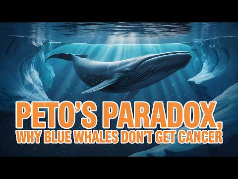 Peto’s Paradox, Why Blue Whales Don't Get Cancer