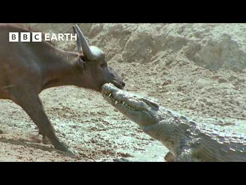 1 Hour of the Greatest Fights in the Animal Kingdom | BBC Earth