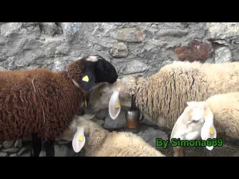 Immagini Forte di Vinadio,Mostra Ovina, Fièro di Sant