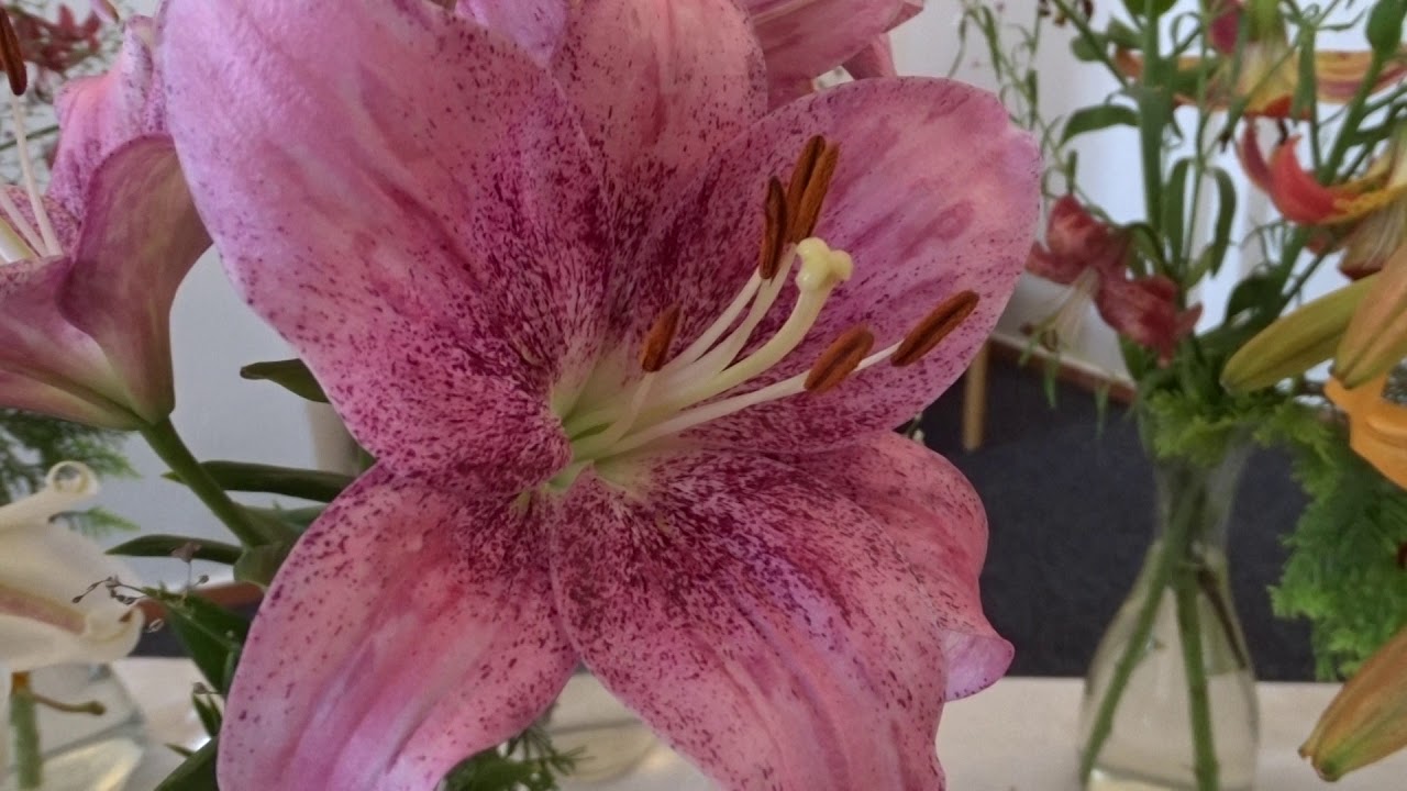 Lilium var. Pink Brush