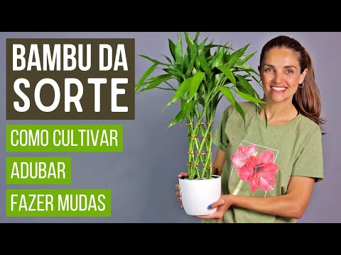 , title : 'BAMBU DA SORTE 🎋 aprenda a CULTIVAR, ADUBAR e fazer MUDAS'