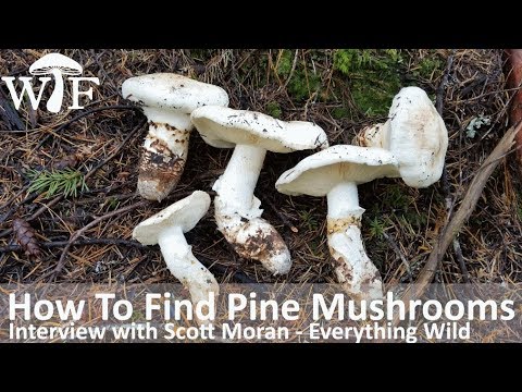 download lagu mp3 mp4 What Are Pine Mushrooms, download lagu What Are Pine Mushrooms gratis, unduh video klip What Are Pine Mushrooms