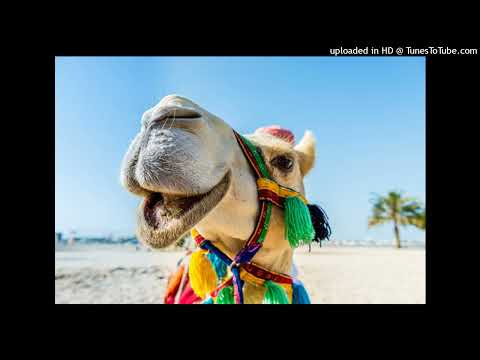 Alibaba - Camel Rave (Airplay Mix)